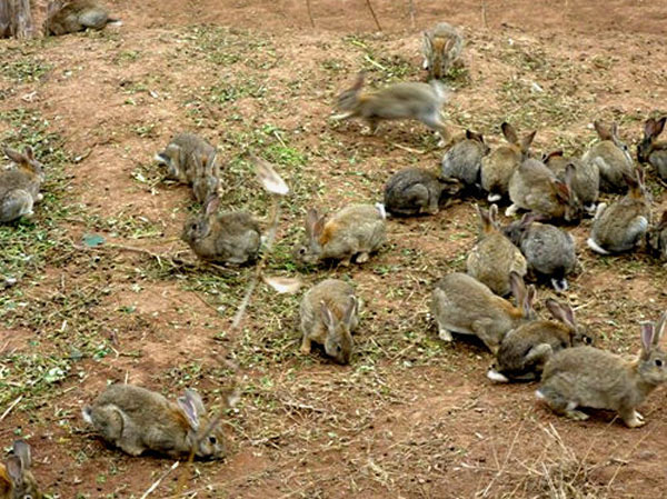 特色養(yǎng)殖業(yè)