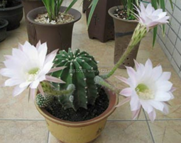 室內(nèi)裝飾植物