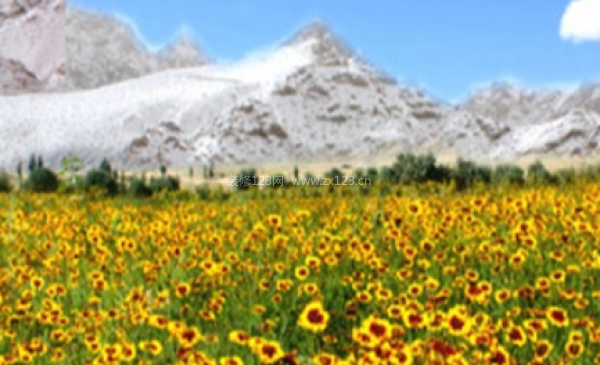 室內(nèi)裝飾植物