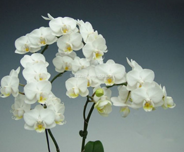 室內(nèi)裝飾植物