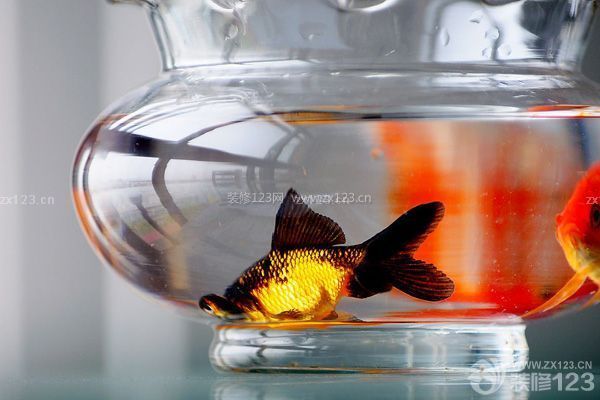 魚缸的擺放位置