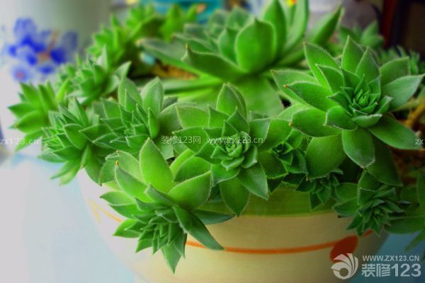 多肉觀音蓮的養(yǎng)殖方法