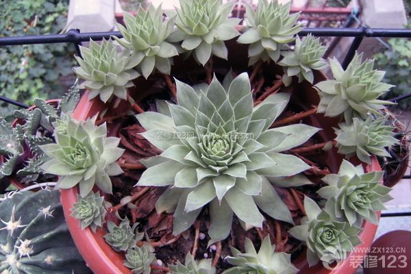 多肉觀音蓮的養(yǎng)殖方法