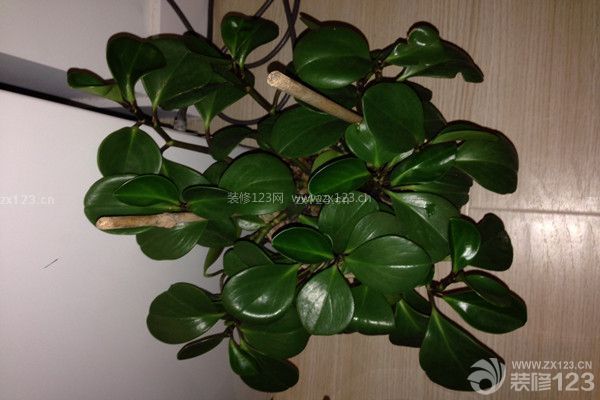 種植綠色植物來(lái)除甲醛