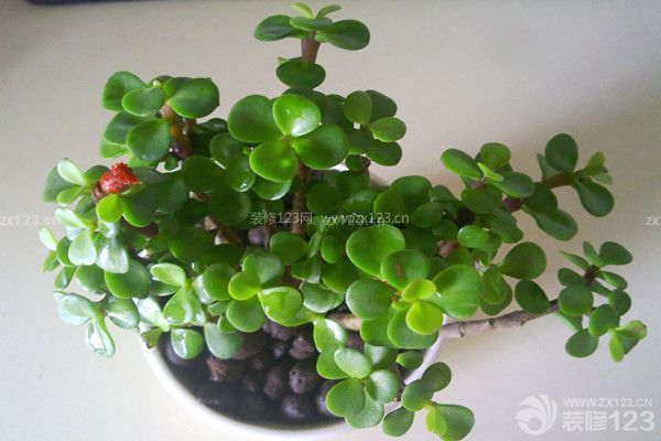 綠色植物除味除甲醛